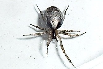 female Zygiella x-notata