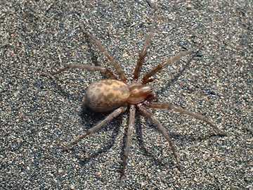 Tegenaria spp.