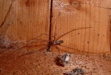 Pholcus phalangioides - Daddy long legs