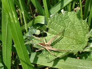 Pisaura mirabilis