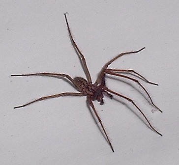Tegenaria agrestis - Hobo Spider