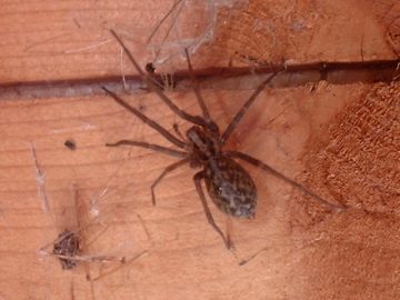 Tegenaria - House Spider
