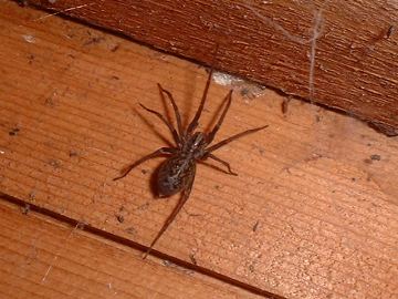 House Spider