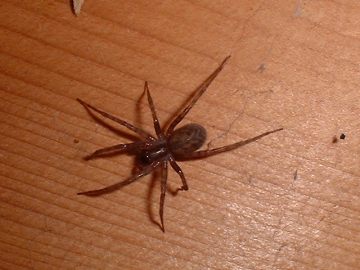 House Spider