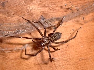 Tegenaria agrestis - Hobo Spider