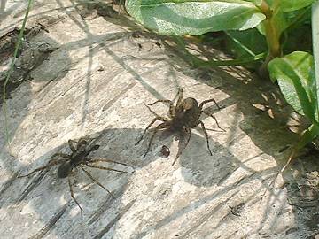 Wolf Spider pair