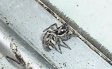 Salticus scenicus - Zebra spider