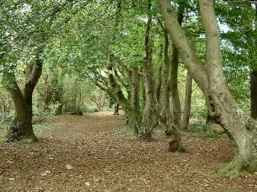 Beech wood