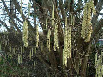 Hazel catkins