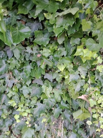 Common Ivy