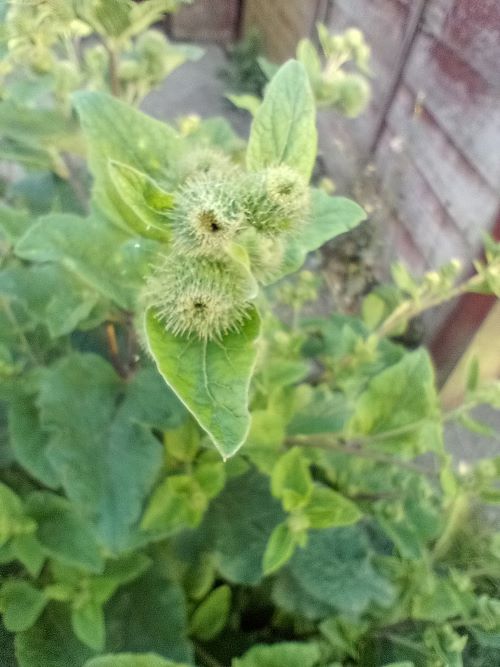 Burdock