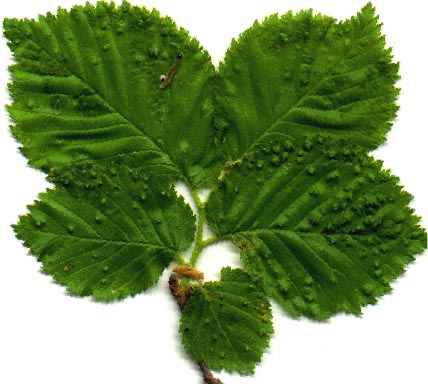 Elm Leaf