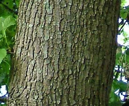 elm trunk