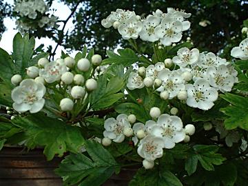 Hawthorn Flowers