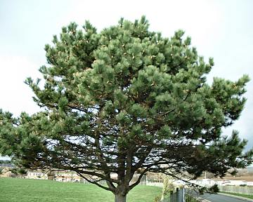 Maritime Pine