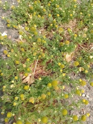 Pineapple Mayweed