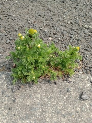 Pineapple Mayweed