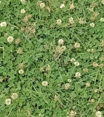 White Clover