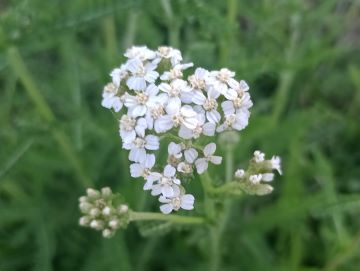 Yarrow