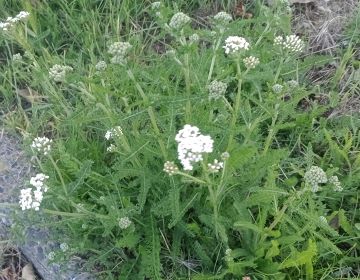 yarrow