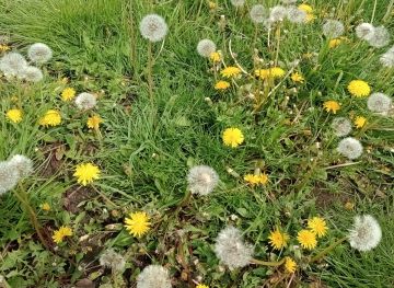 Dandelion