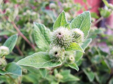 Burdock