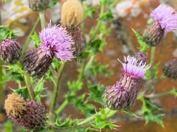 creeping thistle