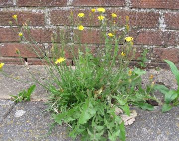 Common Hawkweed