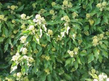 Ivy flowering