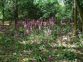 Early Purple Orchid