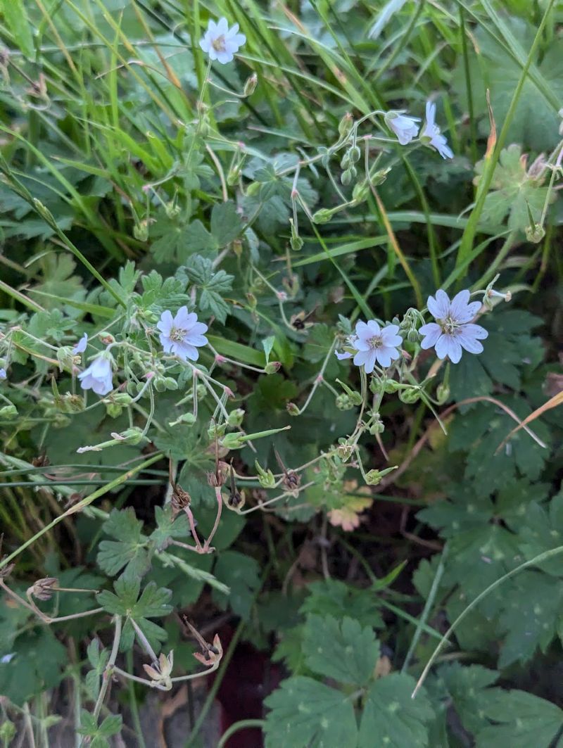 Hedge Geranium