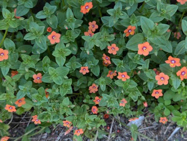 Lysimachia arvensis - Scarlet Pimpernel at
                Grinstead Lane