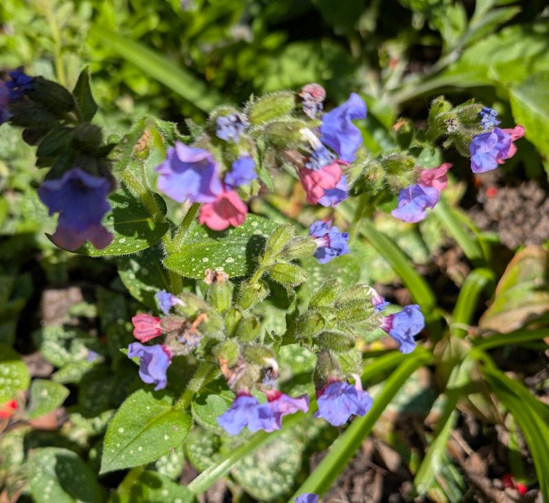 Lungwort Pulmonaria