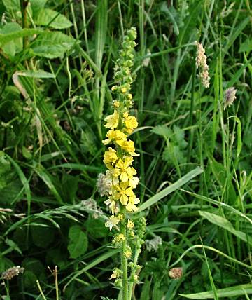 Agrimony eupatoria