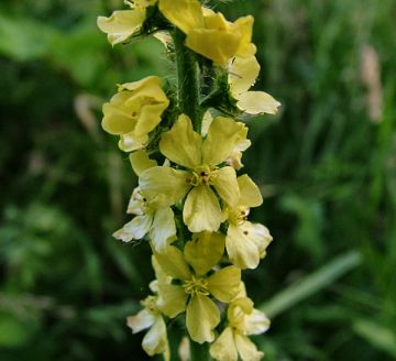 Agrimony flower