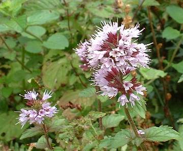 Water Mint