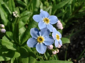 Water Forget-me-not