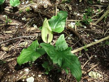 Arum maculatum