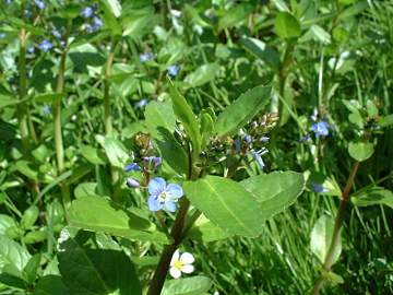 Brooklime