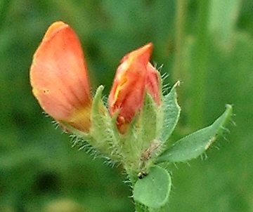 Bird's foot bud