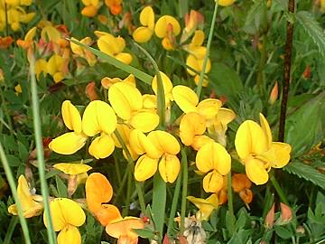 Birdsfoot trefoil