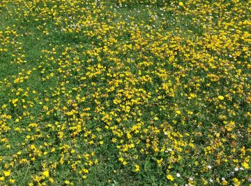 birdsfoot trefoil