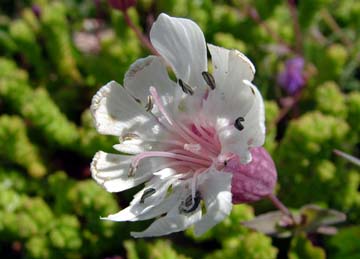 Sea Campion