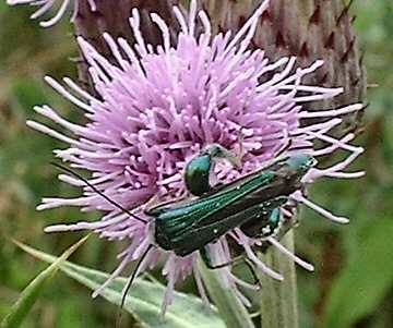 Creeping Thistle