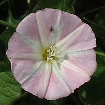 Bindweed