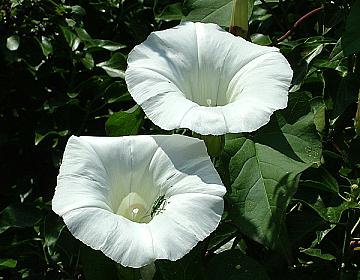 Bindweed