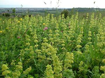 Crosswort