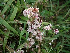 Common Dodder