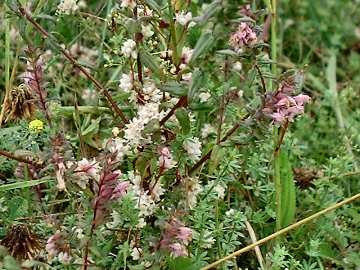 dodder