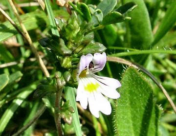 eyebright